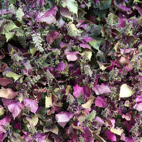 purple-green, ovate leaves with serrated edges, and clusters of small, purple-green flowers