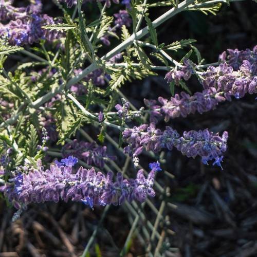 purple-gray, velvety flowers cluster along gray-green stems, and green, lobed leaves