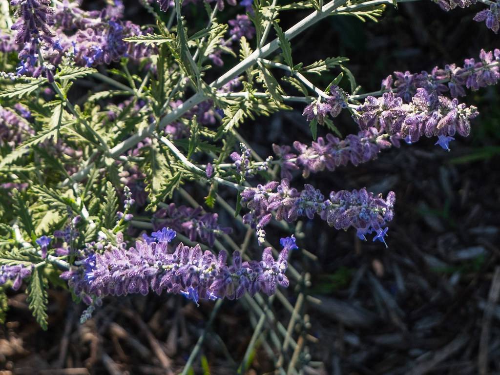 purple-gray, velvety flowers cluster along gray-green stems, and green, lobed leaves