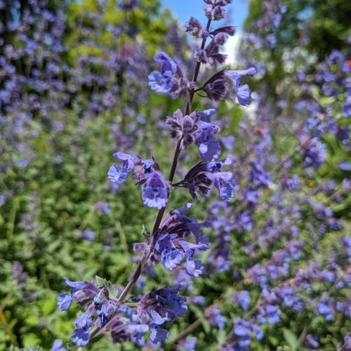 light-blue, small flowers with purple sepals, and stems