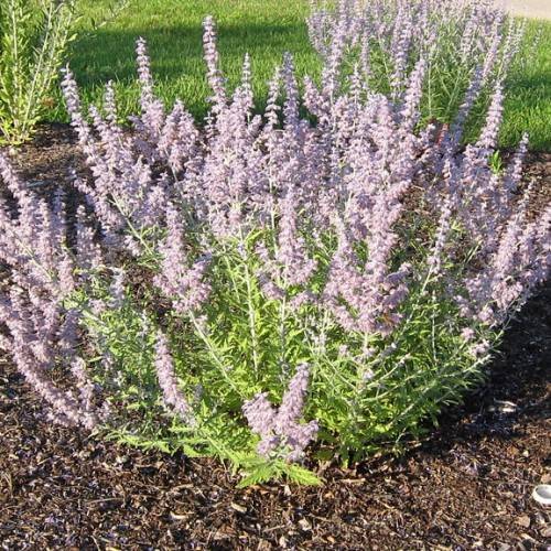 elongate, spiky cluster of light-purple flowers with light-green stems and leaves