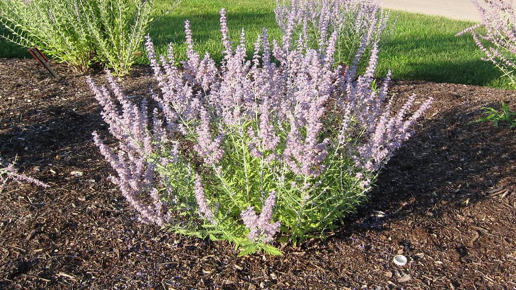 elongate, spiky cluster of light-purple flowers with light-green stems and leaves