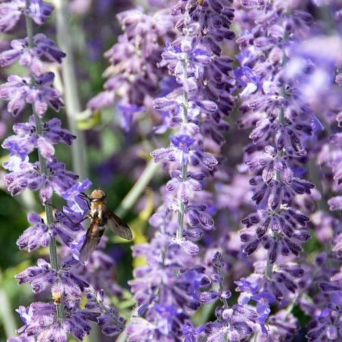 elongated clusters of small, purple, velvety, tubular flowers with gray-green stems