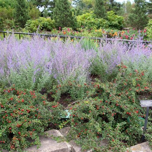 purple, elongated flowers with gray-green stems, and leaves