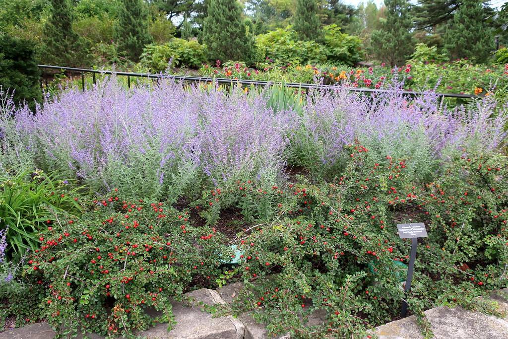 purple, elongated flowers with gray-green stems, and leaves