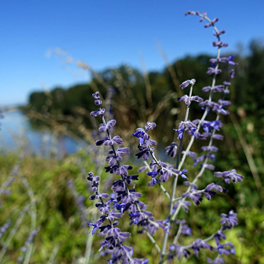 velvety, small, purple-blue flowers with silver stems