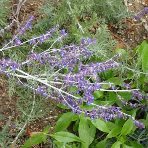 small, purple-blue flowers with silver-white stem