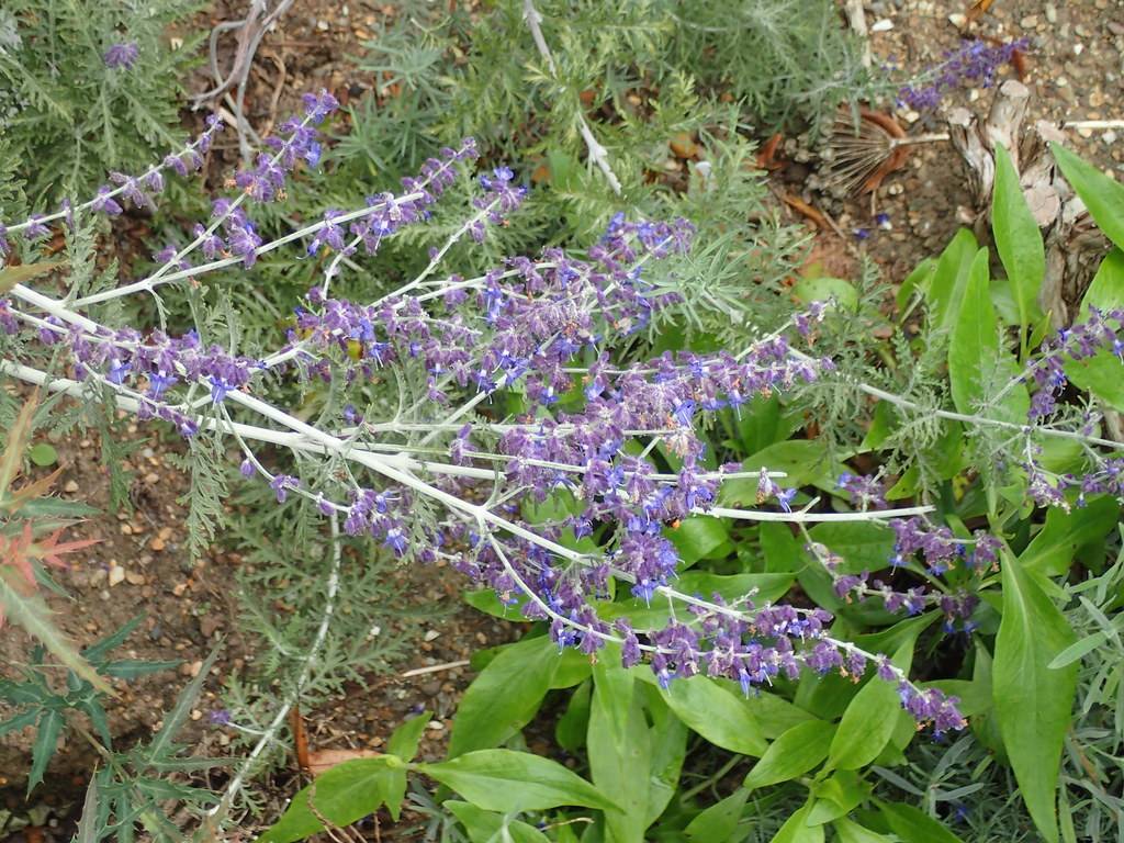  small, purple-blue flowers with silver-white stem