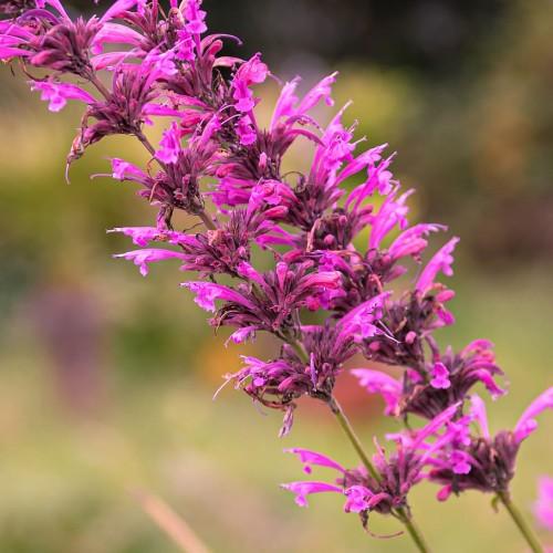 Magenta flower with stigma, magenta buds and green stems.