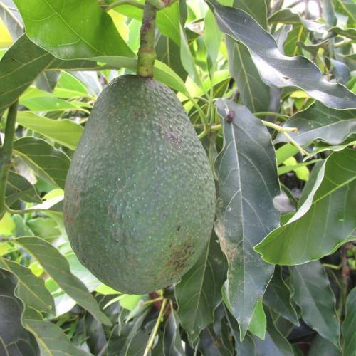 large, oval, dark-green, rough fruit with green petiole, dark-green, glossy, lanceolate leaves
