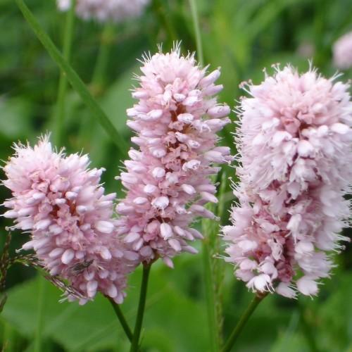 Light pink flowers with white stigma and style, yellow anthers, white filaments and dark-green stems.