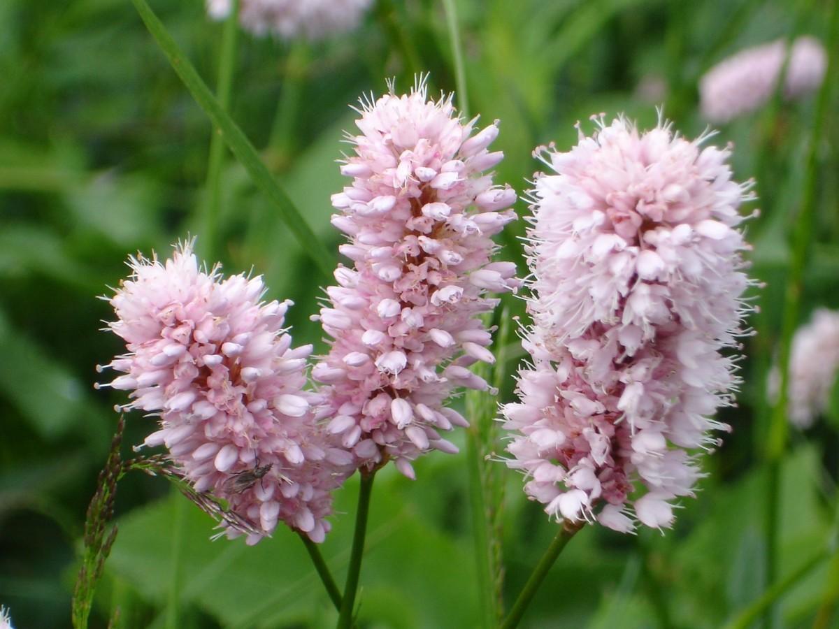Light pink flowers with white stigma and style, yellow anthers, white filaments and dark-green stems.