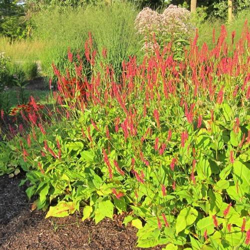 red, spiky flowers with upright, slender, green stems, and yellow-green, shiny, ovate leaves