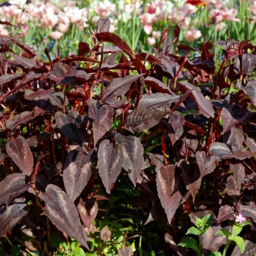 Burgundy-gray leaves with burgundy petiole, stems and midrib, burgundy buds.