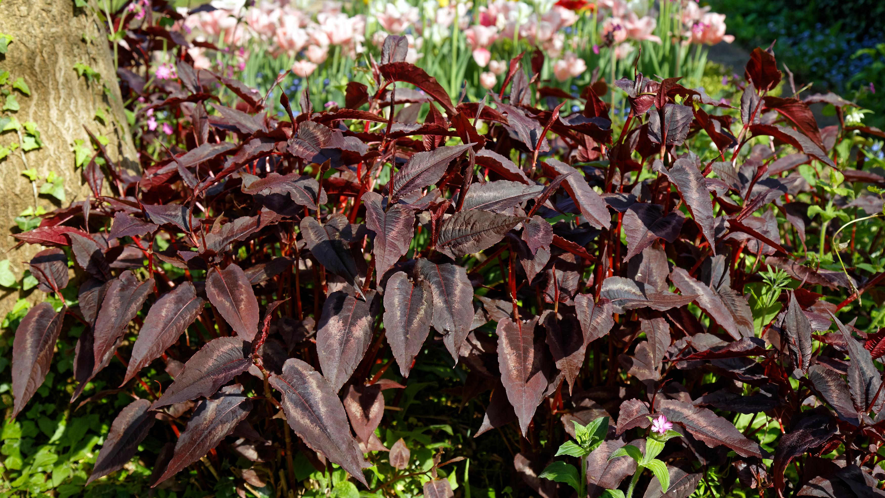 Burgundy-gray leaves with burgundy petiole, stems and midrib, burgundy buds.