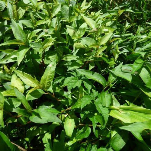 glossy, green, lance-shaped leaves