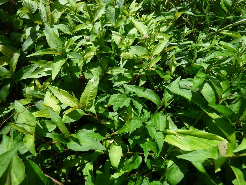 glossy, green, lance-shaped leaves