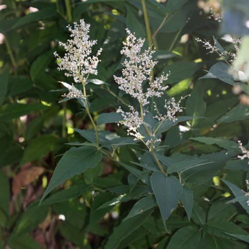 White flowers with yellow stems, green leaves, yellow midrib and blades.