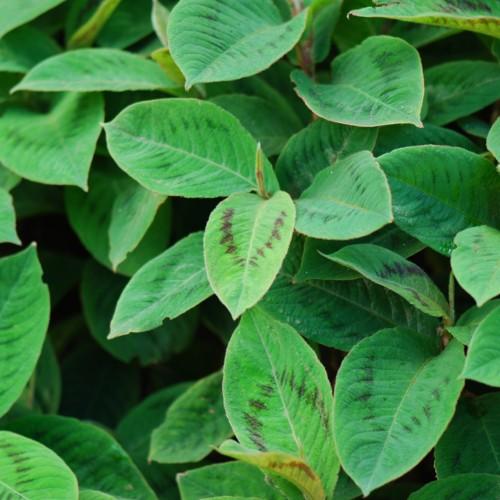 Green-black leaves, green stems, lime-yellow buds, white midrib, blades and veins 