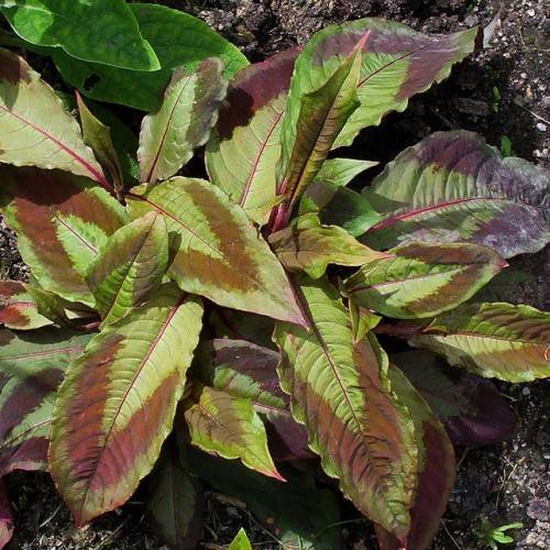 large, ovate, burgundy-yellow-green leaves with burgundy midribs