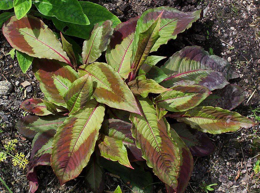 large, ovate, burgundy-yellow-green leaves with burgundy midribs
