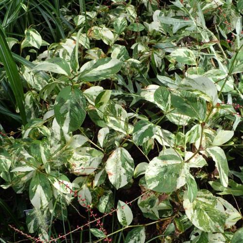 arrowhead-shaped, green-white, shiny leaves with green stems
