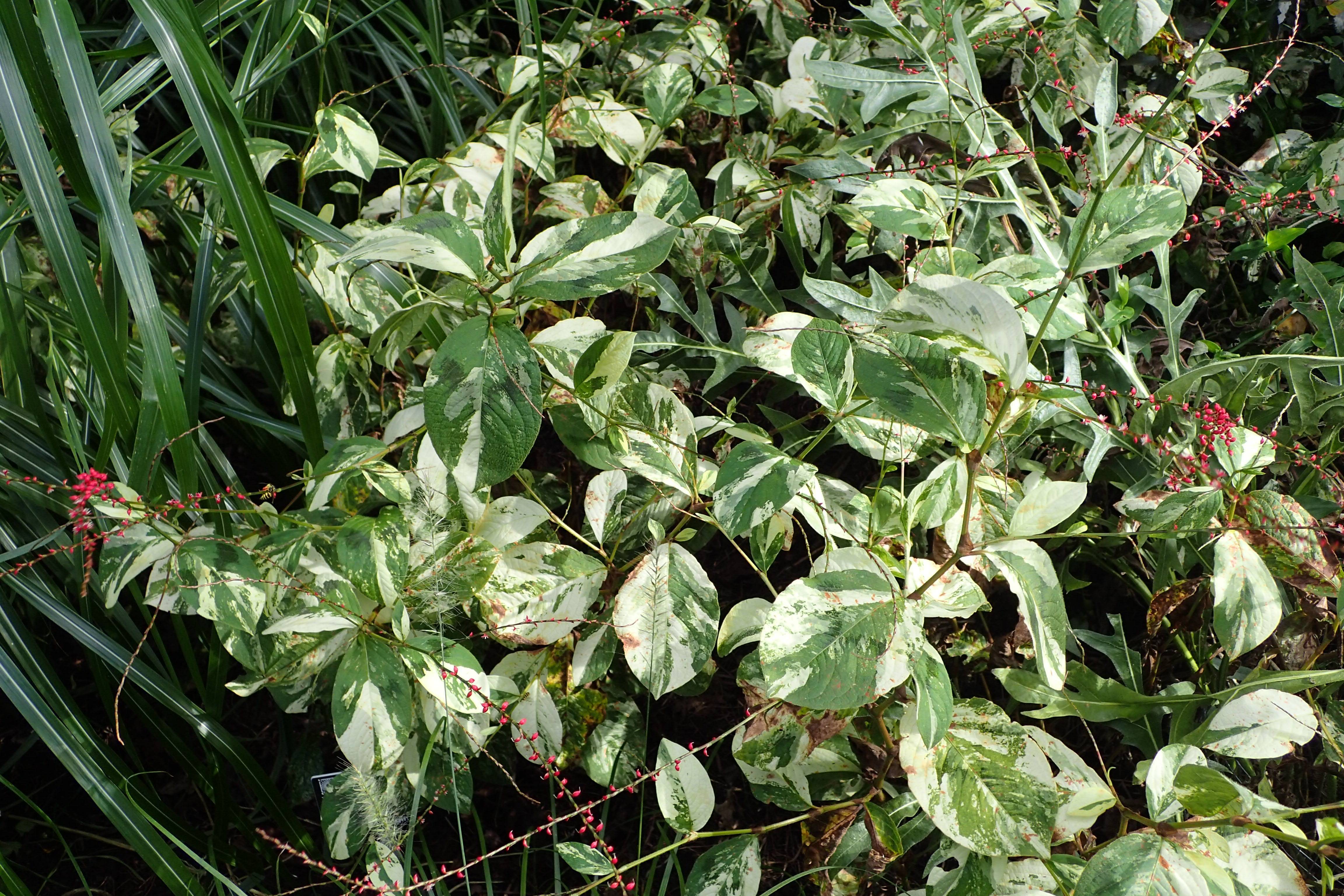 arrowhead-shaped, green-white, shiny leaves with green stems