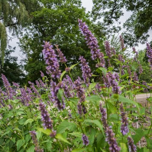 dark purple-blue flower, green leaves, and green stems.