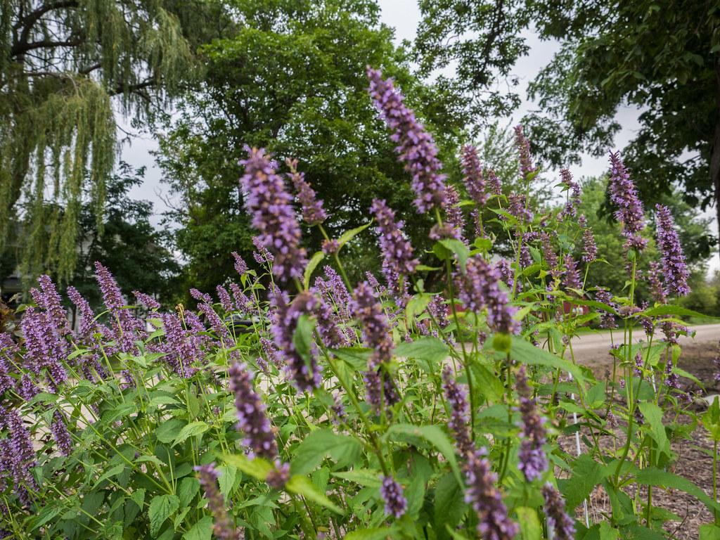  dark purple-blue flower, green leaves, and green stems. 