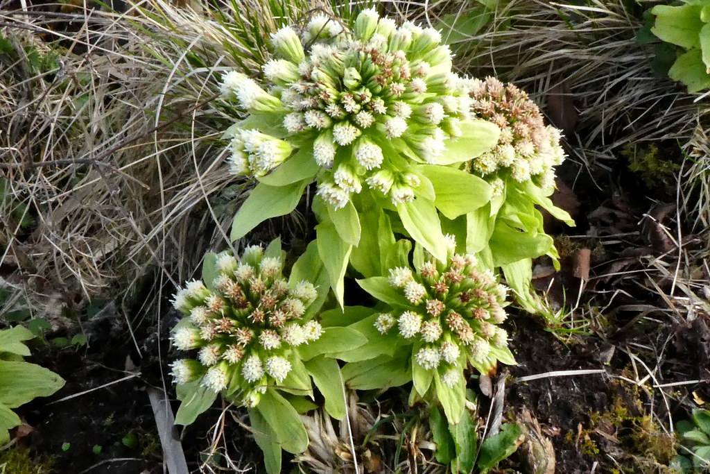 clusters of small, feathery, white flowers with creamy-green, sepals, and smooth, creamy-green leaves