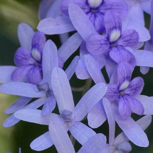 baby-blue flowers with blue veins