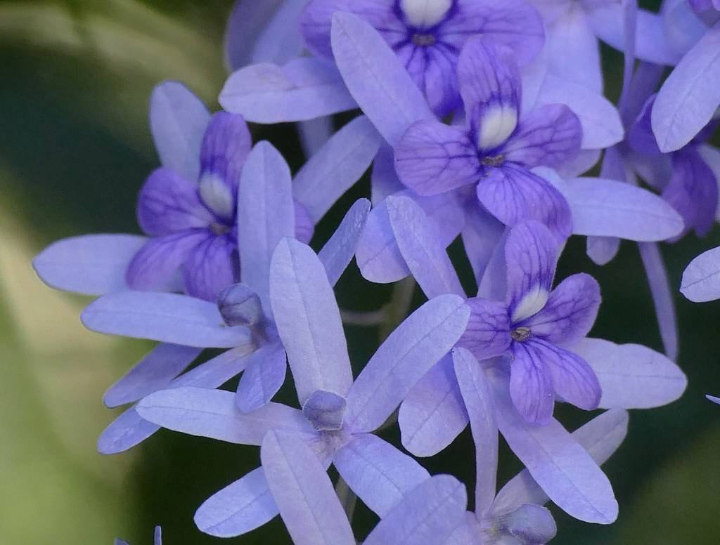 baby-blue flowers with blue veins