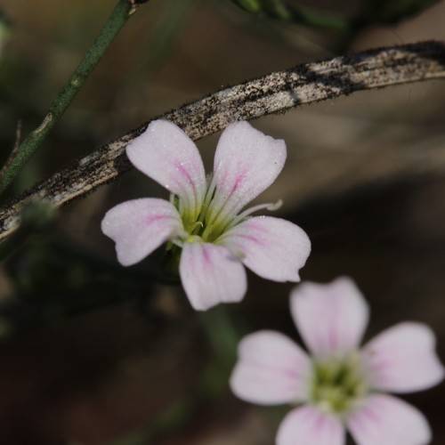 small, white-pink flowers with white, long stamens, and dark-green stem