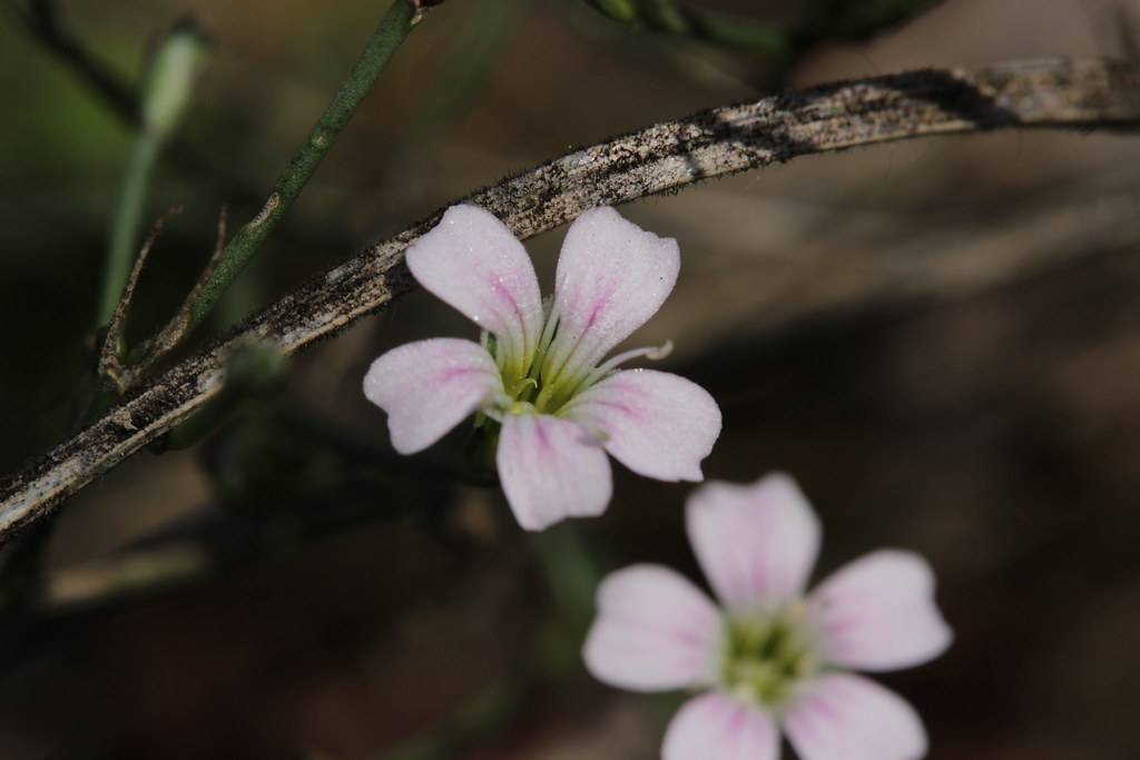 small, white-pink flowers with white, long stamens, and dark-green stem