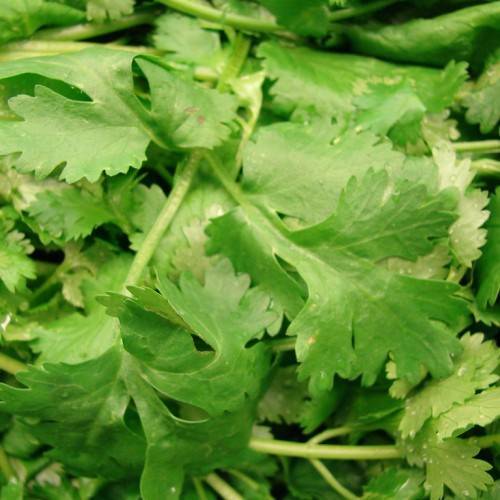 glossy, green, small, triangular leaves with green, soft stems