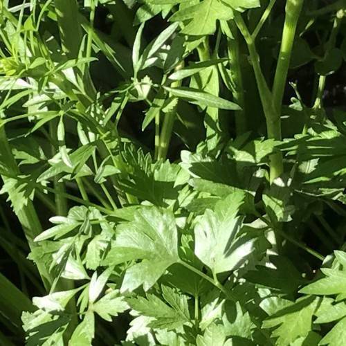 glossy, green, small, triangular leaves with green, shiny, soft stems