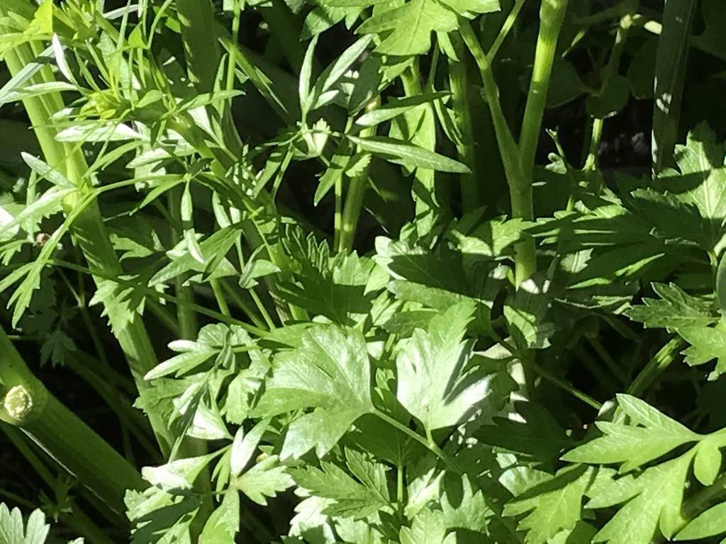 glossy, green, small, triangular leaves with green, shiny, soft stems