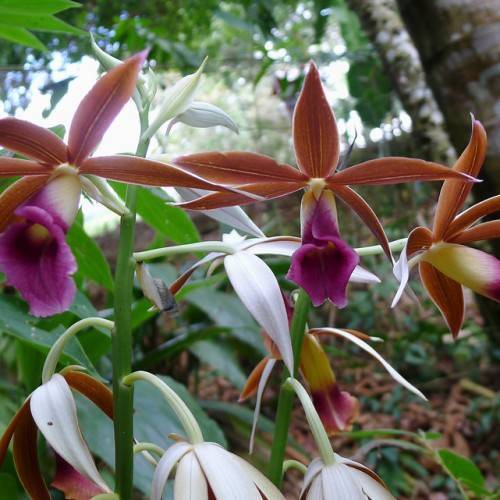 purple-white, tubular flowers with copper-brown, star-like sepals, green stems, and white, shiny petioles