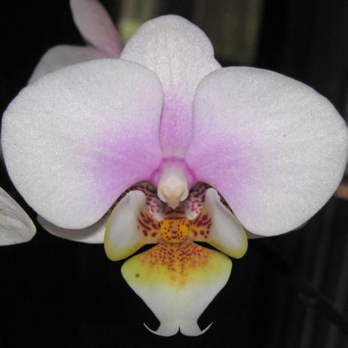 moth-shaped, purple-white-yellow, shiny flower