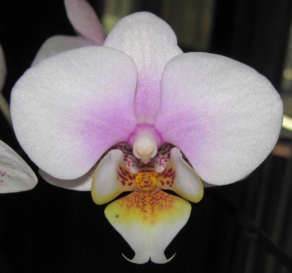 moth-shaped, purple-white-yellow,  shiny flower
