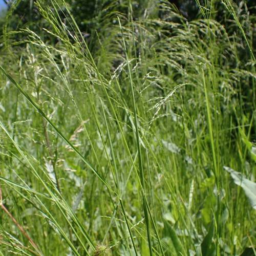 slender, upright, green, feathery stems