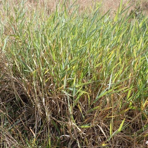 long, slender, yellow-green leaves