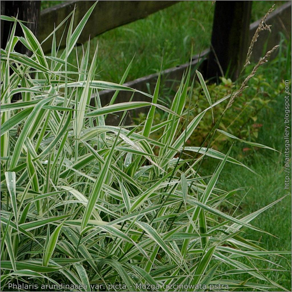 long, narrow, spear-like, white-green leaves with green slender stems