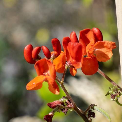 red-orange, shiny flowers with red-gray, hairy stems