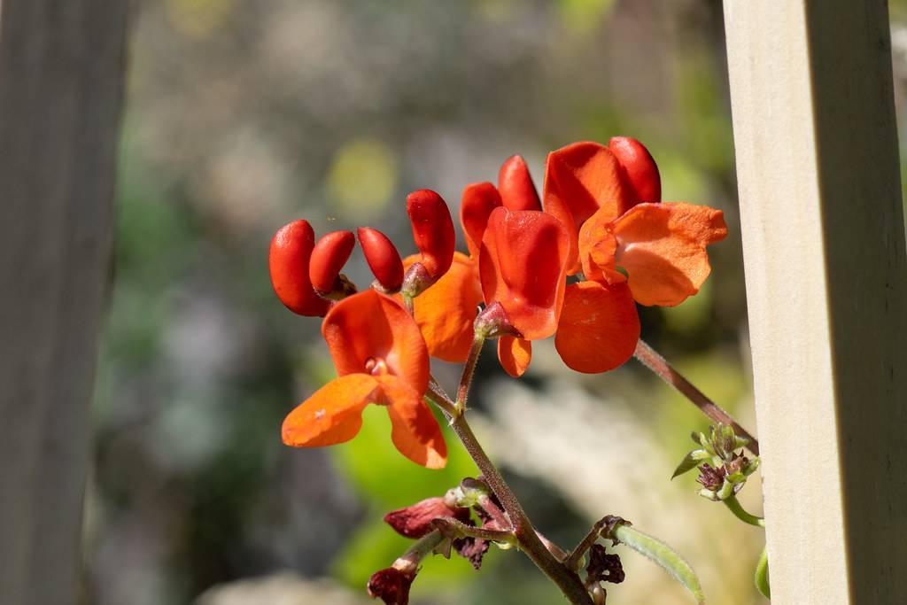 red-orange, shiny flowers with red-gray, hairy stems