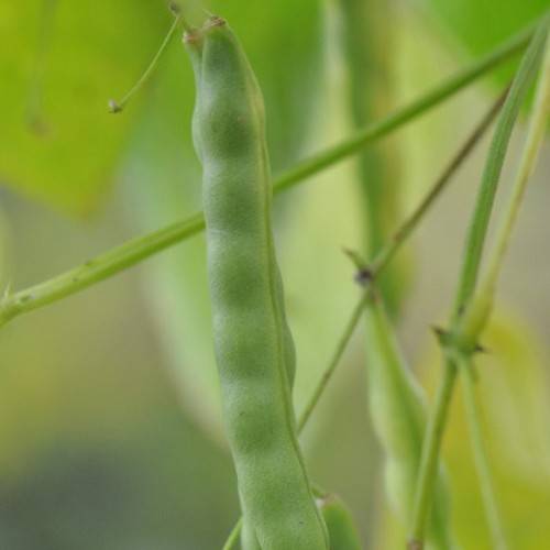 long, mint-green, smooth pods with mint-green petioles and stems