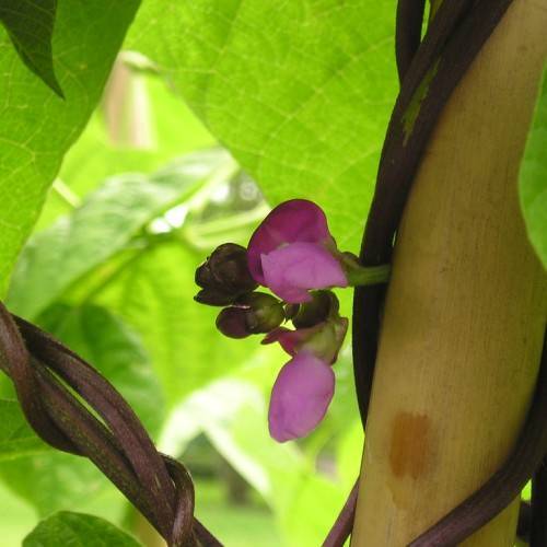 small, shiny, purple flowers with green petioles, sepals, and violet stem