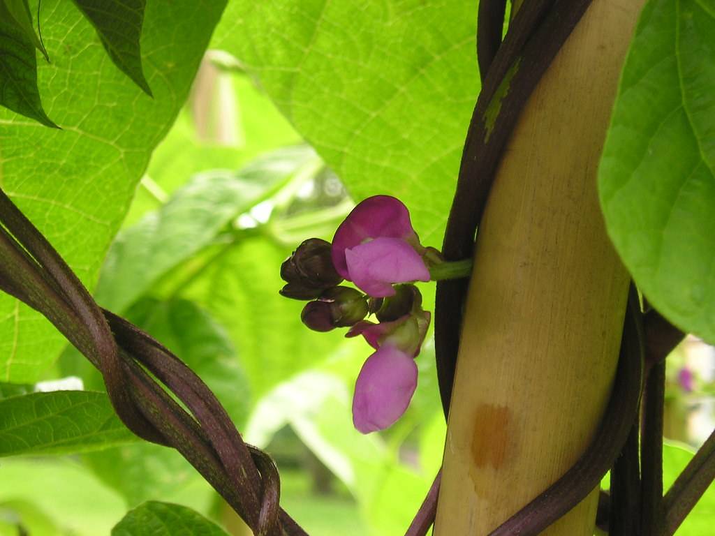 small, shiny, purple flowers with green petioles, sepals, and violet stem