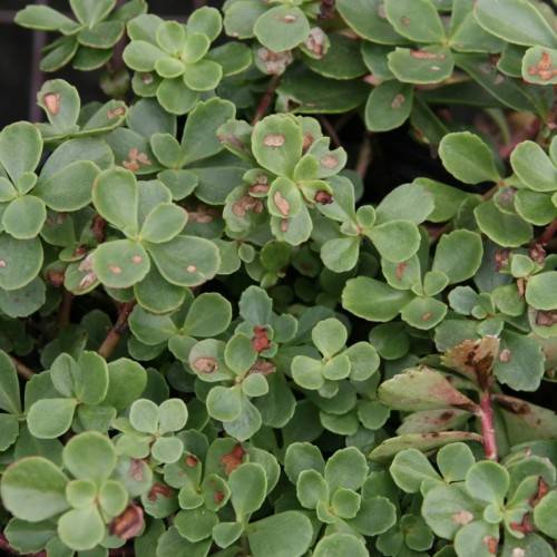 obovate, green, small, smooth leaves with red-green stems