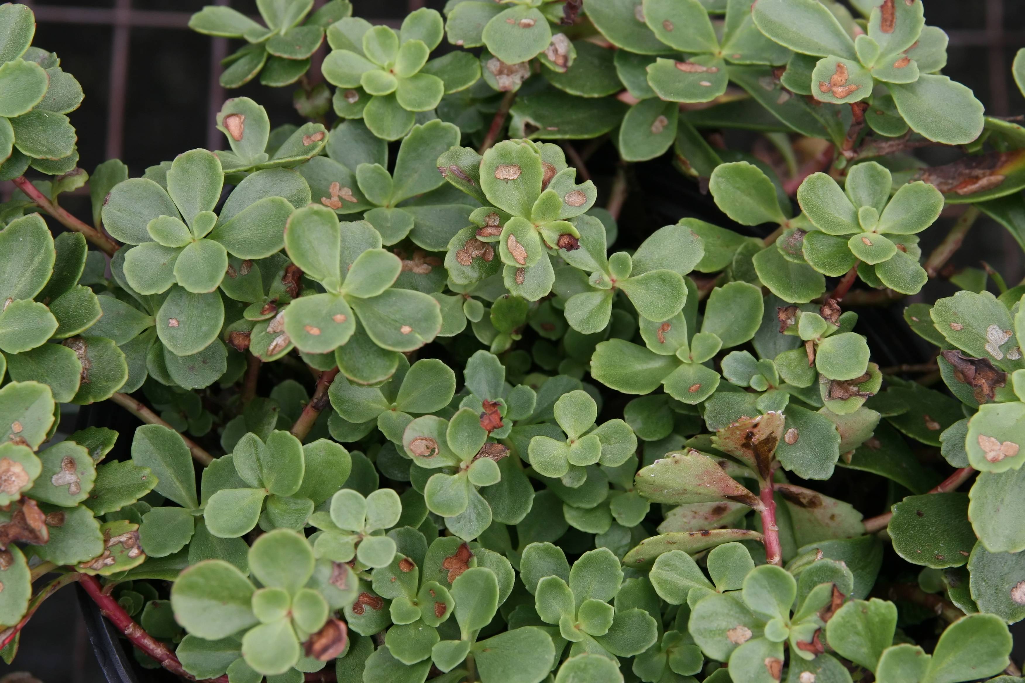 obovate, green, small, smooth leaves with red-green stems